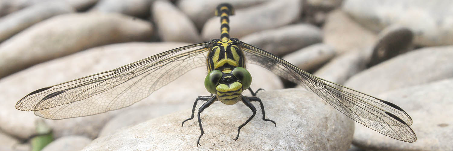 Kleine tanglibel (Onychogomphus forcipatus)